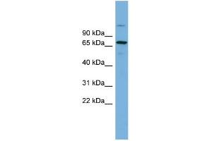 Image no. 1 for anti-BRCA1 Associated Protein (BRAP) (Middle Region) antibody (ABIN2774925)