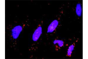 Image no. 1 for anti-Dual Specificity Phosphatase 1 (DUSP1) (AA 305-367) antibody (ABIN515098)
