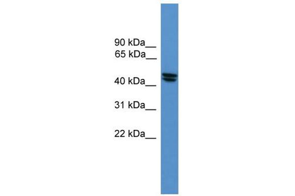 anti-Opiate Receptor-Like 1 (OPRL1) (Middle Region) antibody