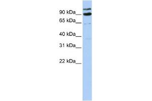 Image no. 1 for anti-LON Peptidase N-terminal Domain and Ring Finger 3 (LONRF3) (Middle Region) antibody (ABIN2774785)