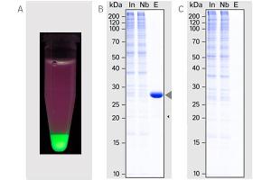 (A) Pull-down of GFP from a mixture of GFP, mCherry and mTagBFP (B) Immunoprecipitation of GFP (arrow) from HeLa lysate.