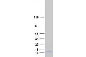 Ribosomal Protein L26-Like 1 (RPL26L1) protein (Myc-DYKDDDDK Tag)