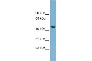Image no. 1 for anti-Alkaline Phosphatase, Placental-Like 2 (ALPPL2) (Middle Region) antibody (ABIN2775528)