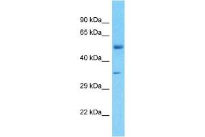 Image no. 1 for anti-F-Box Protein 2 (FBXO2) (Middle Region) antibody (ABIN5516017)