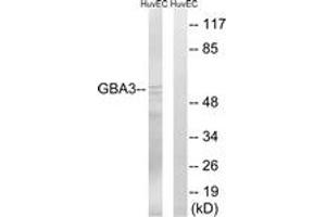 Image no. 1 for anti-Glucosidase, Beta, Acid 3 (Cytosolic) (GBA3) (AA 291-340) antibody (ABIN1534816)
