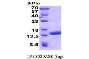 Image no. 1 for Polymerase (RNA) II (DNA Directed) Polypeptide J2 (POLR2J2) protein (ABIN2131228)