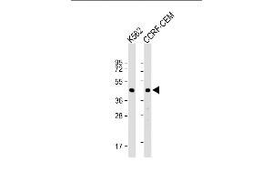 Image no. 3 for anti-Tyrosyl-tRNA Synthetase 2, Mitochondrial (YARS2) (AA 399-427), (C-Term) antibody (ABIN1882153)