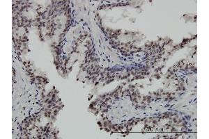 STK32C antibody  (AA 1-369)