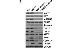 Image no. 1 for anti-Jun Proto-Oncogene (JUN) antibody (ABIN1513116)