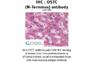 Image no. 2 for anti-Oligosaccharyltransferase Complex Subunit (OSTC) (N-Term) antibody (ABIN1737705)
