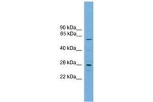 Image no. 1 for anti-RPA Interacting Protein (RPAIN) (C-Term) antibody (ABIN6745482)