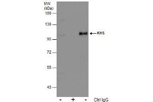 anti-Mitogen-Activated Protein Kinase Kinase Kinase Kinase 5 (MAP4K5) (Internal Region) antibody