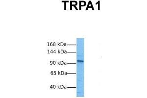 Image no. 3 for anti-Transient Receptor Potential Cation Channel, Subfamily A, Member 1 (TRPA1) (Middle Region) antibody (ABIN2776190)