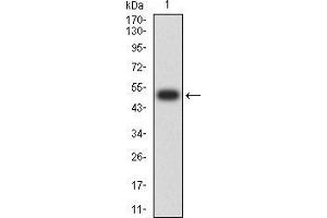 Image no. 2 for anti-Mindbomb E3 Ubiquitin Protein Ligase 1 (MIB1) (AA 6-221) antibody (ABIN5542433)