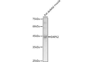 DAPK2 Antikörper  (C-Term)