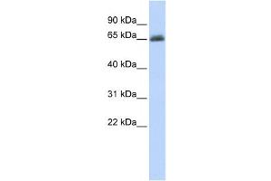 Image no. 1 for anti-UDP Glucuronosyltransferase 2 Family, Polypeptide B15 (UGT2B15) antibody (ABIN2458615)
