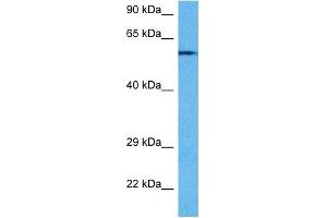 Image no. 3 for anti-Protein Phosphatase 3, Catalytic Subunit, alpha Isoform (PPP3CA) (N-Term) antibody (ABIN2784523)