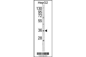 Western Blotting (WB) image for anti-E2F5 (E2F5) antibody (ABIN2158624)