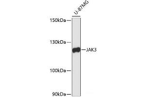 Western blot analysis of extracts of U-87MG cells using JAK3 Polyclonal Antibody at dilution of 1:1000.