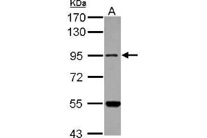 Image no. 1 for anti-Methionyl-tRNA Synthetase 2, Mitochondrial (MARS2) (N-Term) antibody (ABIN1494048)
