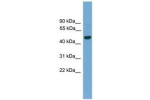 Image no. 1 for anti-GRAM Domain Containing 3 (GRAMD3) (AA 201-250) antibody (ABIN6745582)