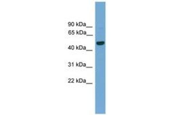 GRAMD3 anticorps  (AA 201-250)