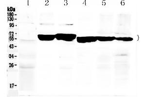 Image no. 4 for anti-Keratin 8 (KRT8) (AA 107-325) antibody (ABIN5518853)