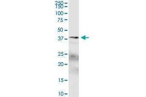 Image no. 2 for anti-Proximal Sequence Element 1 (SPDEF) (AA 1-335) antibody (ABIN565168)