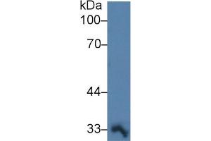 PTGES2 antibody  (AA 145-357)