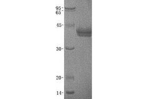 Image no. 1 for Cell Adhesion Molecule 3 (CADM3) (Transcript Variant 2) protein (His tag) (ABIN2713031)