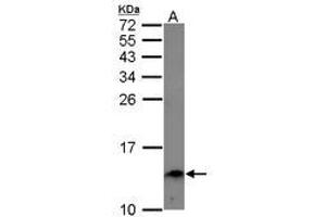 Image no. 1 for anti-Endosulfine alpha (ENSA) (AA 1-121) antibody (ABIN1498031)