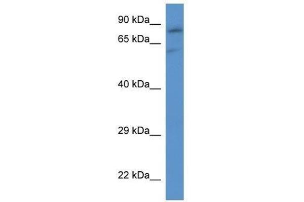 anti-Solute Carrier Family 26 (Sulfate Transporter), Member 2 (SLC26A2) (C-Term) antibody