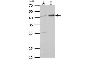 Image no. 2 for anti-GNAS Complex Locus (GNAS) (C-Term) antibody (ABIN2856886)