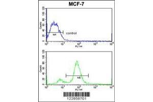 Image no. 3 for anti-BMI1 Polycomb Ring Finger Oncogene (BMI1) antibody (ABIN652702)
