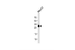 Image no. 1 for anti-Palmitoyl-Protein Thioesterase 1 (PPT1) (AA 1-306) antibody (ABIN1944801)