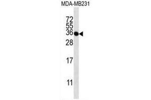 Image no. 1 for anti-Taste Receptor, Type 2, Member 1 (TAS2R1) (AA 266-297), (C-Term) antibody (ABIN955083)