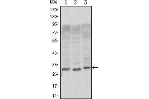 Image no. 3 for anti-CD69 (CD69) antibody (ABIN1724738)