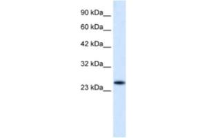 Image no. 1 for anti-Charged Multivesicular Body Protein 3 (CHMP3) antibody (ABIN2460955)