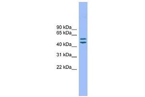 Image no. 1 for anti-Transmembrane 7 Superfamily Member 2 (TM7SF2) (N-Term) antibody (ABIN635009)