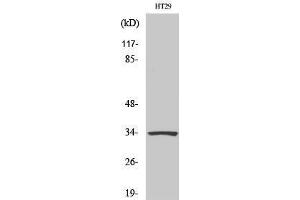 Image no. 1 for anti-Homeobox B4 (HOXB4) (Internal Region) antibody (ABIN3185073)