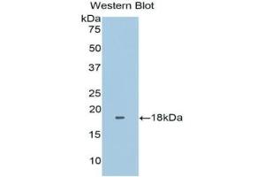 FNDC5 antibody  (AA 2-137)