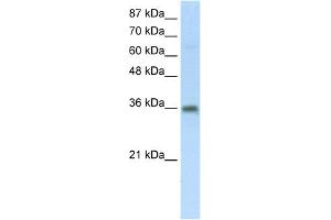 Image no. 1 for anti-Transformer 2 beta Homolog (TRA2B) (Middle Region) antibody (ABIN2778899)