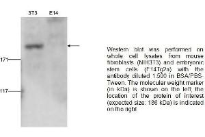 Image no. 1 for anti-SET Domain Containing 1A (SETD1A) (Center), (N-Term) antibody (ABIN2486997)