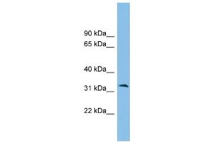 Image no. 1 for anti-Zona Pellucida Binding Protein 2 (ZPBP2) (Middle Region) antibody (ABIN2785411)