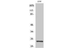 Image no. 1 for anti-Mitochondrial Ribosomal Protein L13 (MRPL13) (C-Term) antibody (ABIN3185643)