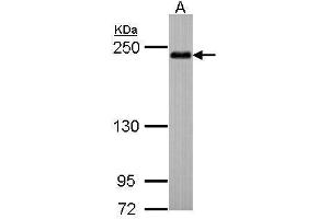 Image no. 1 for anti-Shroom Family Member 2 (SHROOM2) (C-Term) antibody (ABIN2857042)
