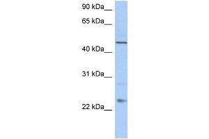 TMCO1 Antikörper  (C-Term)