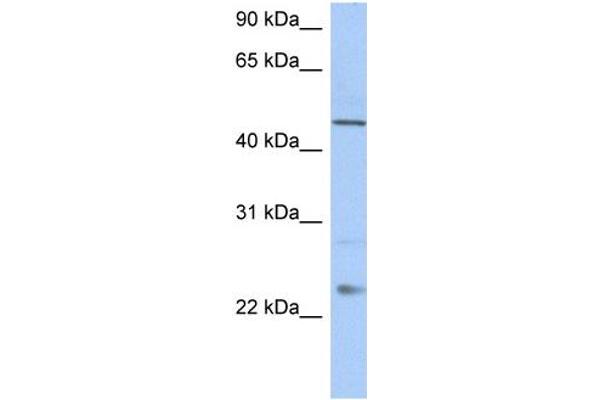 TMCO1 Antikörper  (C-Term)