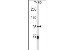 ANKS6 Antibody (Center) (ABIN657894 and ABIN2846846) western blot analysis in T47D cell line lysates (35 μg/lane).