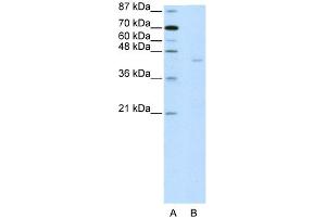 Image no. 1 for anti-PiggyBac Transposable Element Derived 1 (PGBD1) (C-Term) antibody (ABIN2778397)